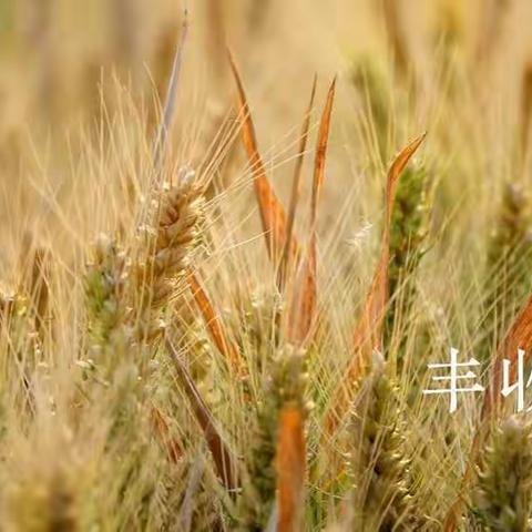 小博士幼儿园2020年大一班《庆丰收、迎小康》主题活动