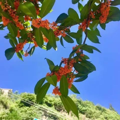 秋来桂花香