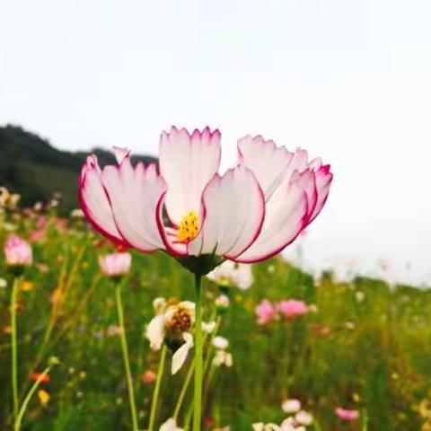 恋上海棠山