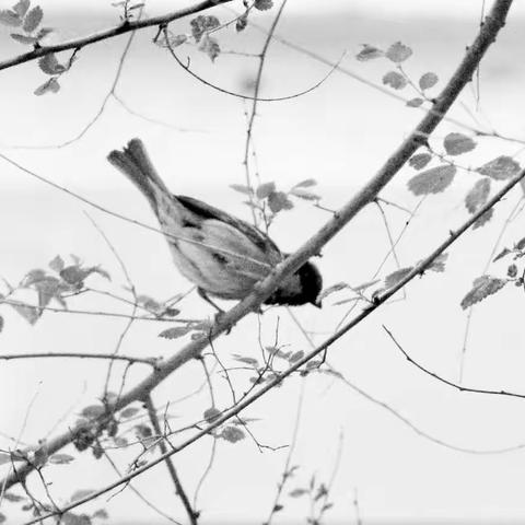 Captain Shark的美篇