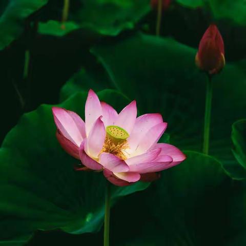 Captain Shark的美篇