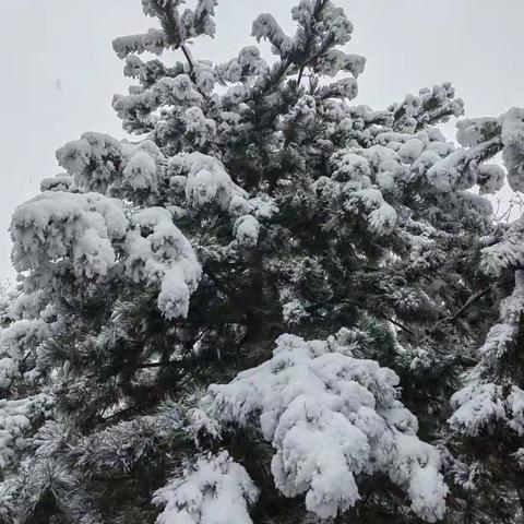 故乡的雪