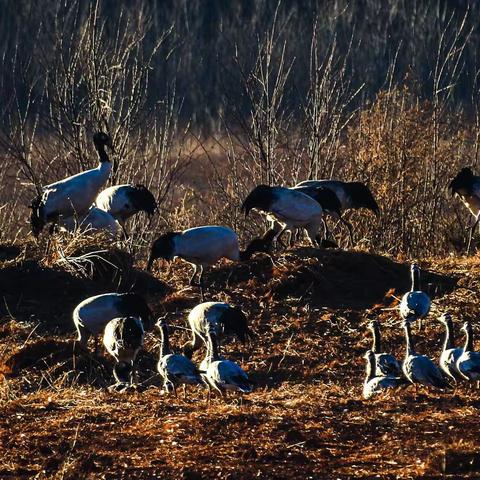 干净纯粹的自然之美—念湖