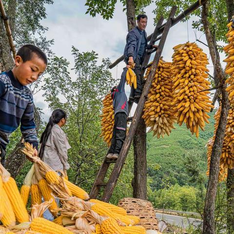 我的凉山情缘之四丰收的大凉山