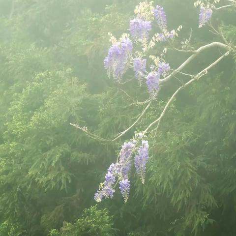 烟雨湘行之云雾衡山