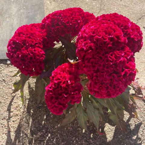 2023.10.4回乡祭祖~成长日记212