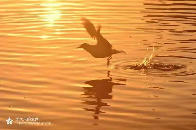永恒的约定,不变的人鸥情。