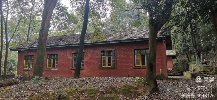 美国红枫的种植方法和管理