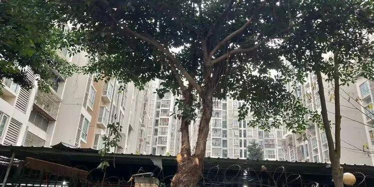园林树木支撑架杆方法有哪些