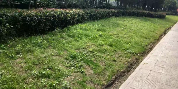 绿化工程苗的主要批发市场有哪些地方呢