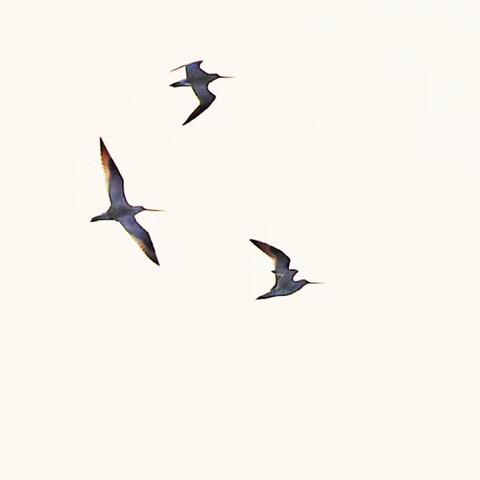 扬州游（打鸟篇）