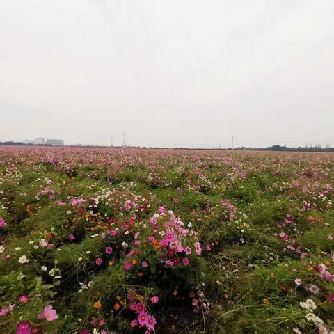 大地花海感受大自然景色