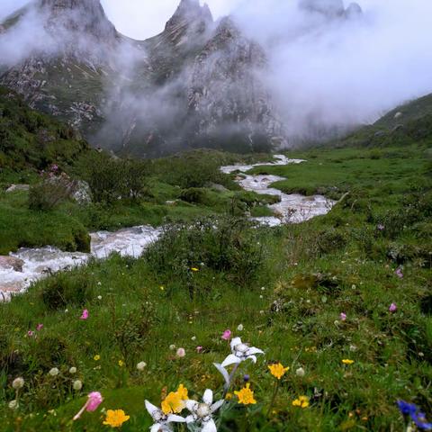 【手机镜头里的风景】荒野之上，花原