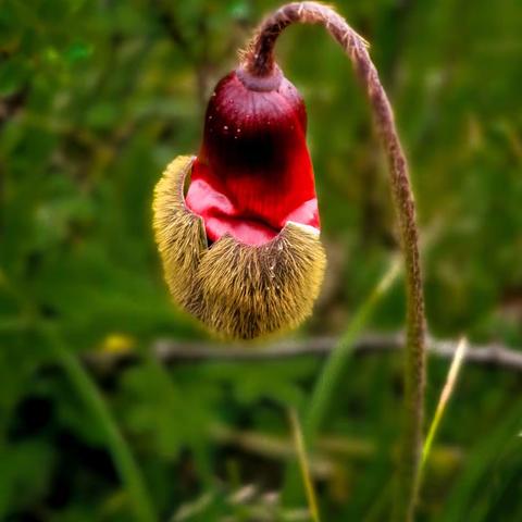 荒野之上，花影