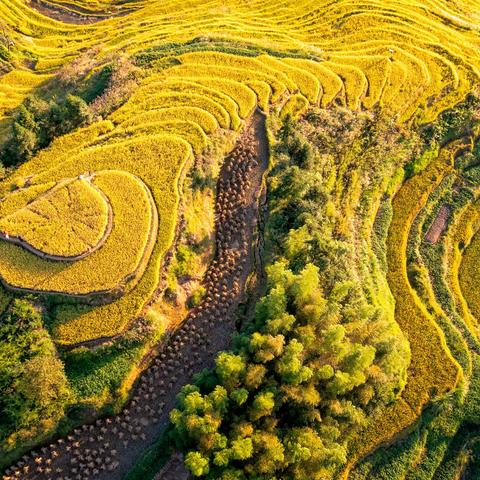 稻香沁润，紫鹊界