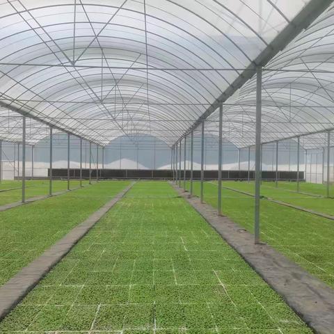 党建引领致富路，精心管理收获忙