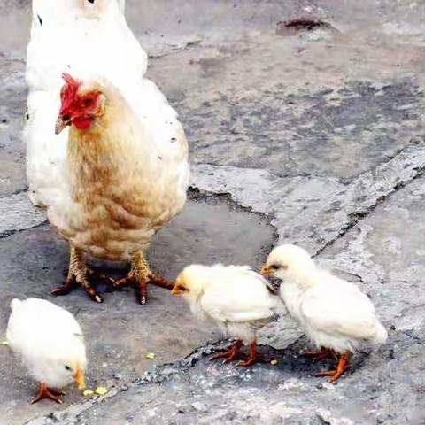 未来基地教育幼儿编程大颗粒课程《啄食小鸡》