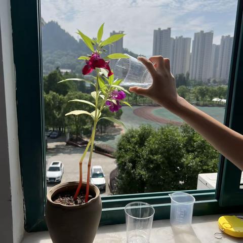 凤仙花成长档案（副本）