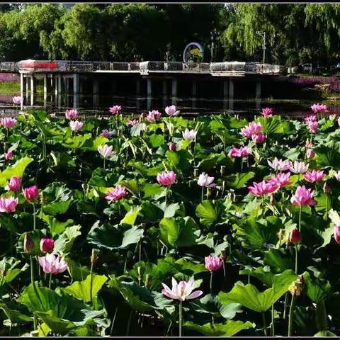 青铜峡青逸湖荷花