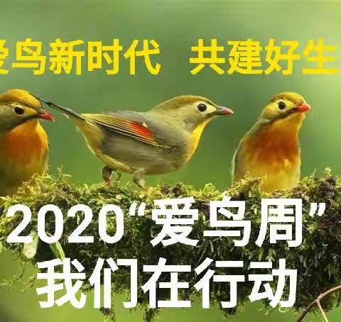 景宁畲族自治县自然资源和规划局2020“爱鸟周”曁野生动植物保护宣传月活动方案