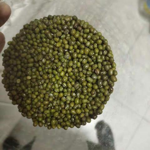豆芽成长记