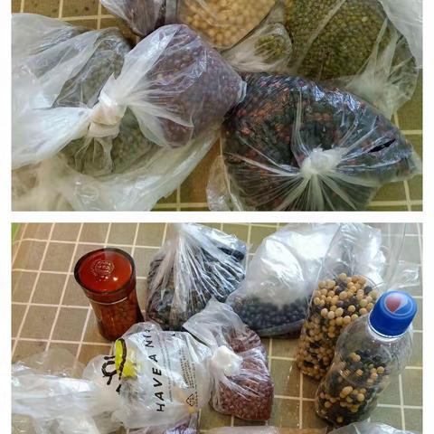KB1班红豆和绿豆主题活动                    《豆子贴画》
