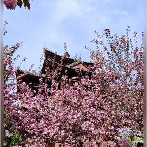 花见雁塔 樱动全城