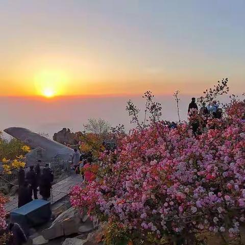 粉色-娇小-准时来到