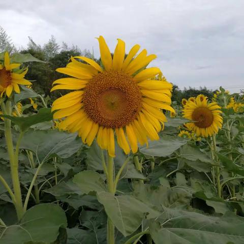 花儿美花儿醉花儿开进我心扉