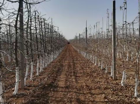 千阳县：不等不靠抓春管 果园春管上水平