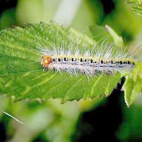 中九班---好饿的毛毛虫🐛