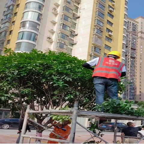 园林技能大比拼，修剪能手展风采