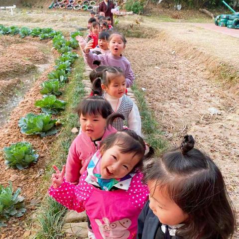 爱德幼儿园小二班种植观察