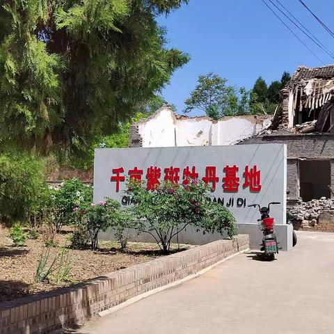 游王家山村“千亩紫斑牡丹基地”