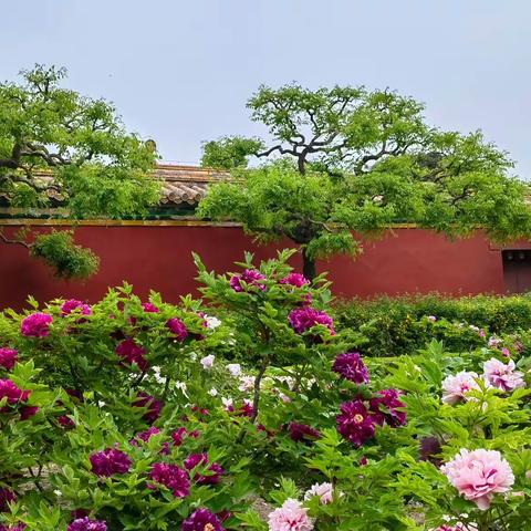 唯有牡丹真国色，花开时节动京城