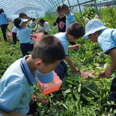 同乐幼儿园教育集团总园----中五班班本课程“豆”你玩  社会实践活动《摘豆角》
