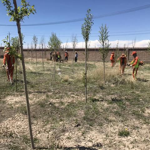 清理蒿草，排除安全隐患