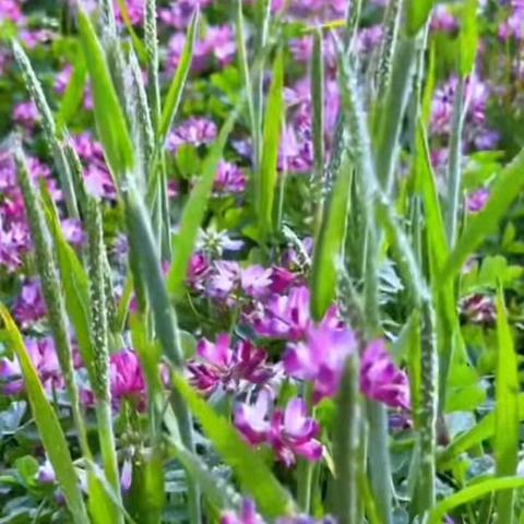 遇见明媚，遇见花开