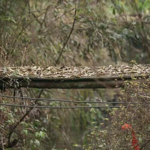 湘西蒙正国学馆户外农耕基地启动仪式暨植树节活动