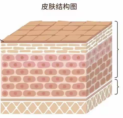 U牌：为什么皮肤去角质不易过于频繁