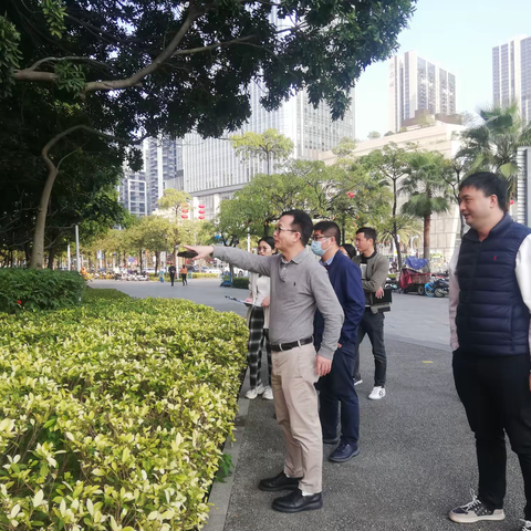 中心区绿化树木复壮进行时