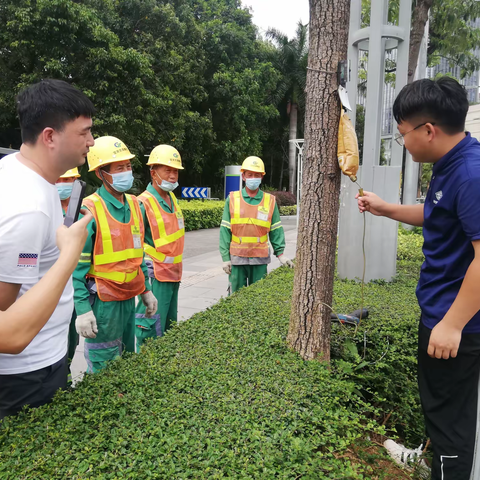 多措并举复壮树木，重新展现夏日绿荫