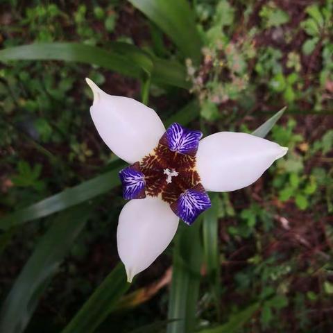 巴西鸢尾（学名：Neomarica gracilis (Herb.) Sprague）是鸢尾科、巴西鸢尾属多年生草本植物。株高40-50厘米。