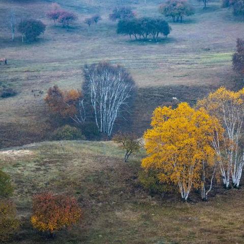 《乌兰布统之秋》