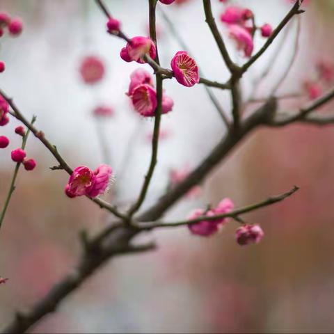 宝剑锋从磨砺出梅花香自苦寒来