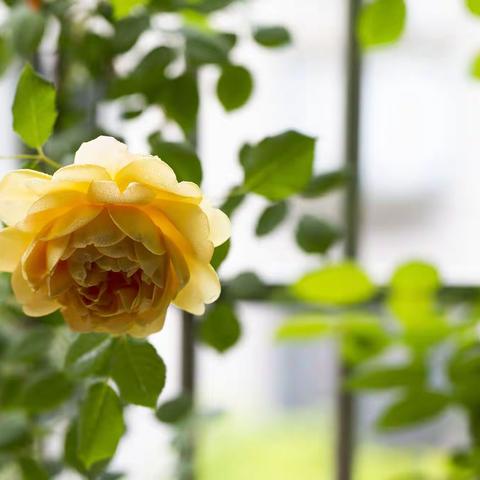 陪着花儿静静盛开
