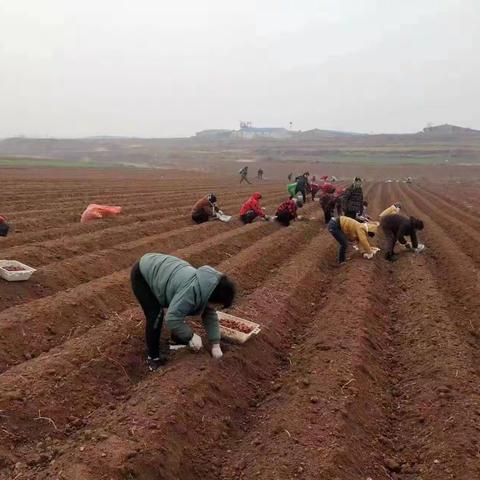 伊川高山：乡村运营开辟乡村致富路