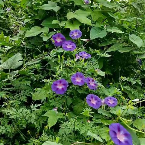 待王学校牵牛花文学社团——落笔生花