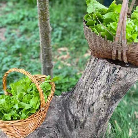 艳阳天幼儿园小二班收获日—生菜🥬