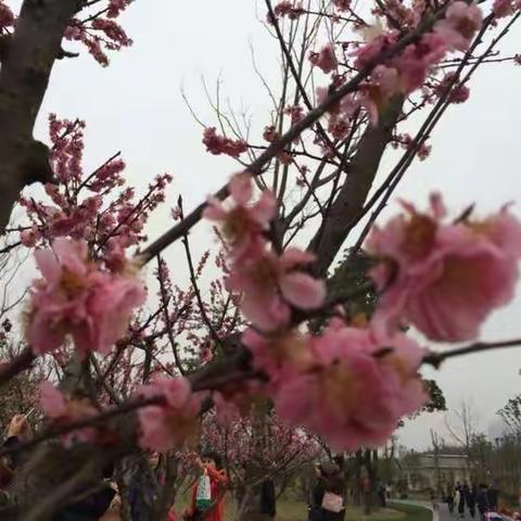 赏梅行